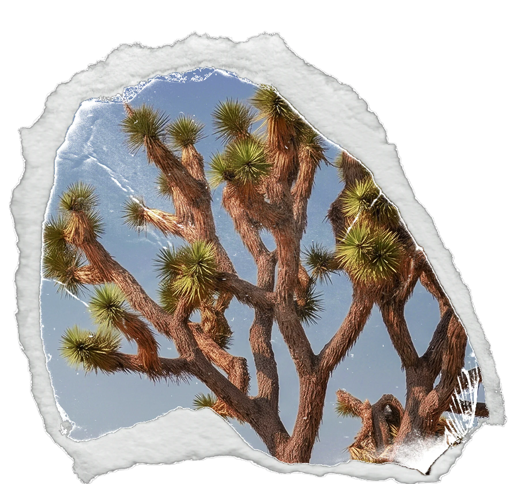A Joshua tree in a layered paper collage